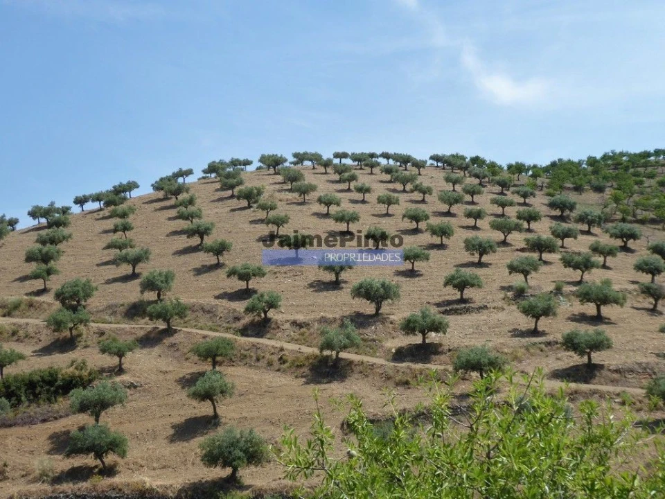 Terreno Agricola ou Rústico para Venda em Escalhão Foto 5