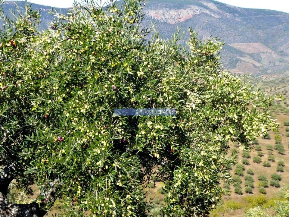 Terreno Agricola ou Rústico para Venda em Escalhão Foto 6