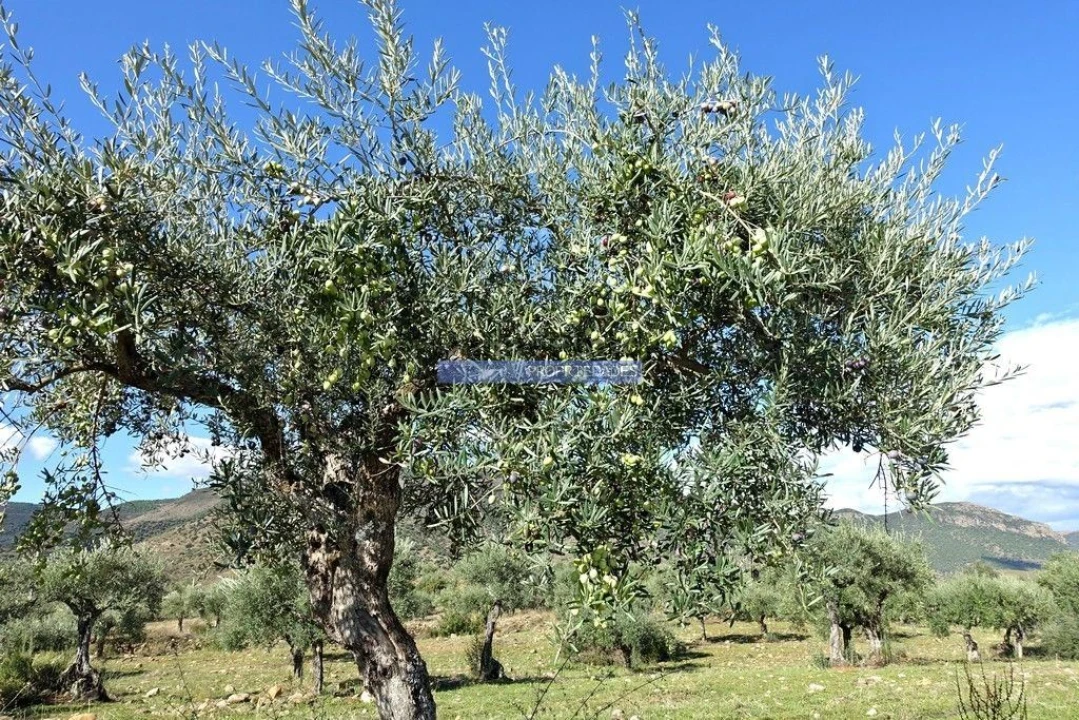Terreno Agricola ou Rústico para Venda em Escalhão Foto 8