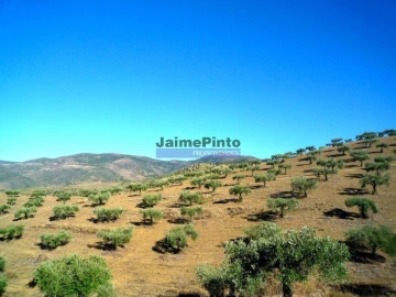 Terreno Agricola ou Rústico para Venda em Escalhão