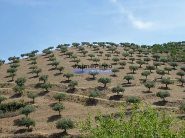 Terreno Agricola ou Rústico para Venda em Escalhão