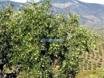 Terreno Agricola ou Rústico para Venda em Escalhão