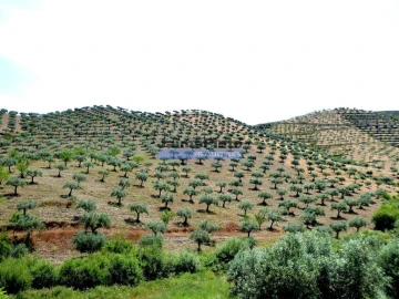 Terreno Agricola ou Rústico para Venda em Escalhão