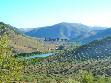 Terreno Agricola ou Rústico para Venda em Escalhão