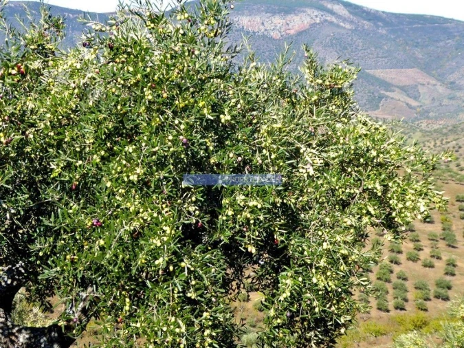 Terreno Agricola ou Rústico para Venda em Escalhão Foto 6