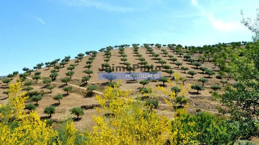 Terreno Agricola ou Rústico para Venda em Escalhão