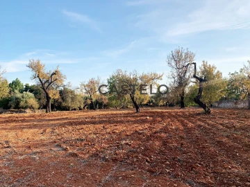 Terreno para Venda em Conceição e Estoi
