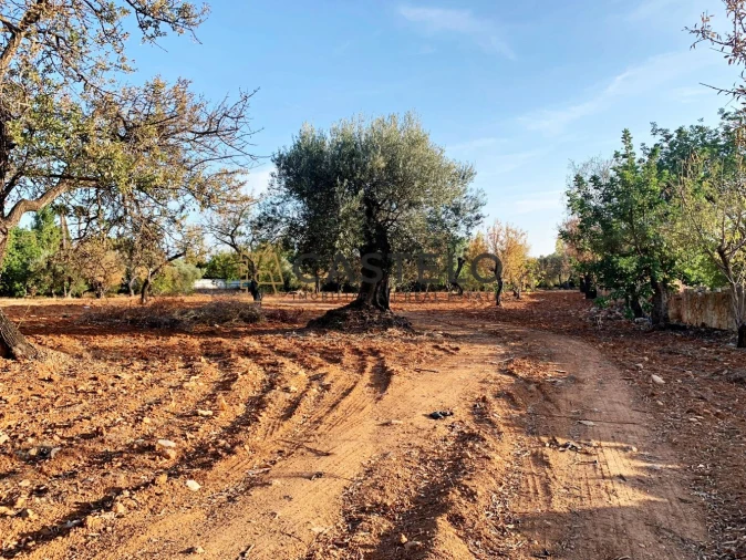 Terreno para Venda em Conceição e Estoi Foto 4