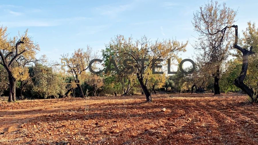 Terreno para Venda em Conceição e Estoi