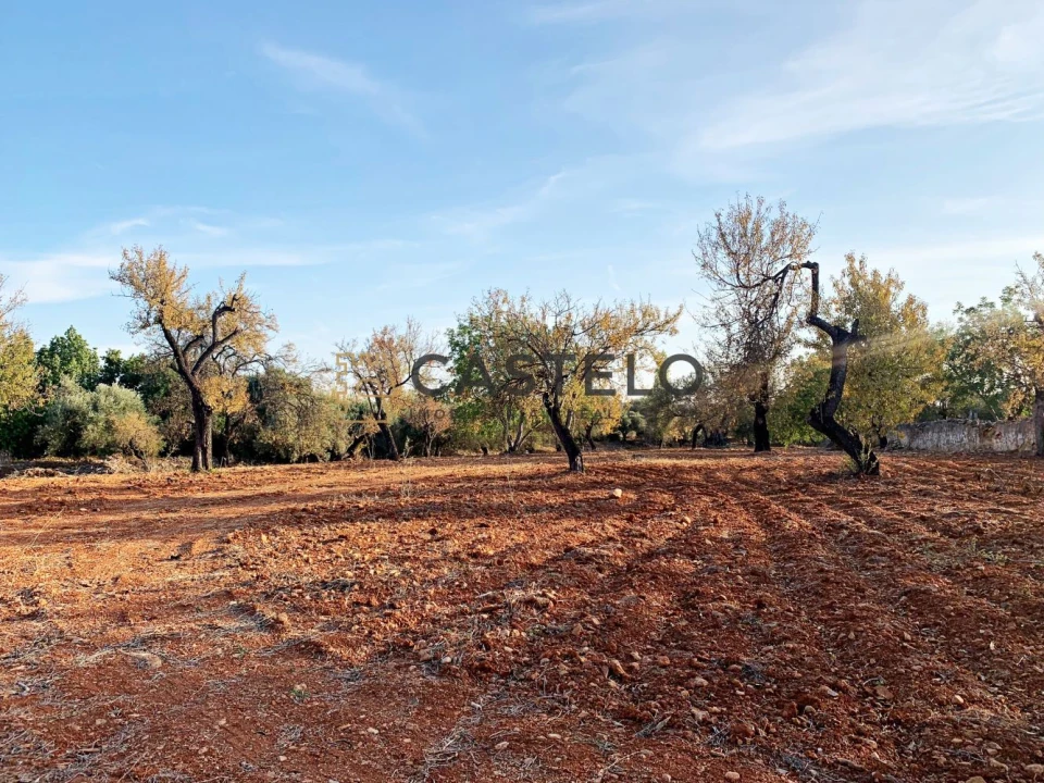 Terreno para Venda em Conceição e Estoi Foto 1