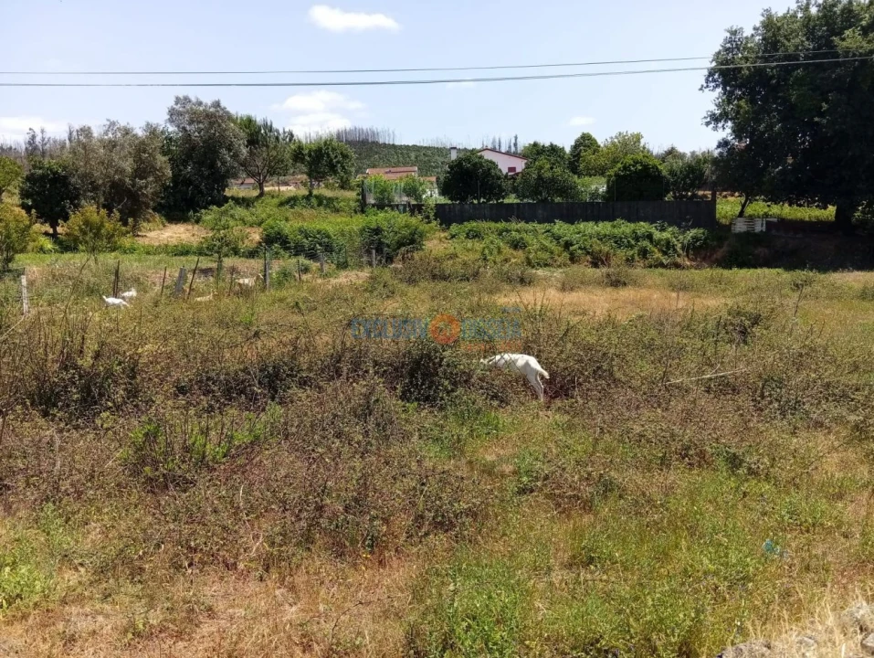 Terreno para Venda em Albergaria-A-Velha e Valmaior Foto 10