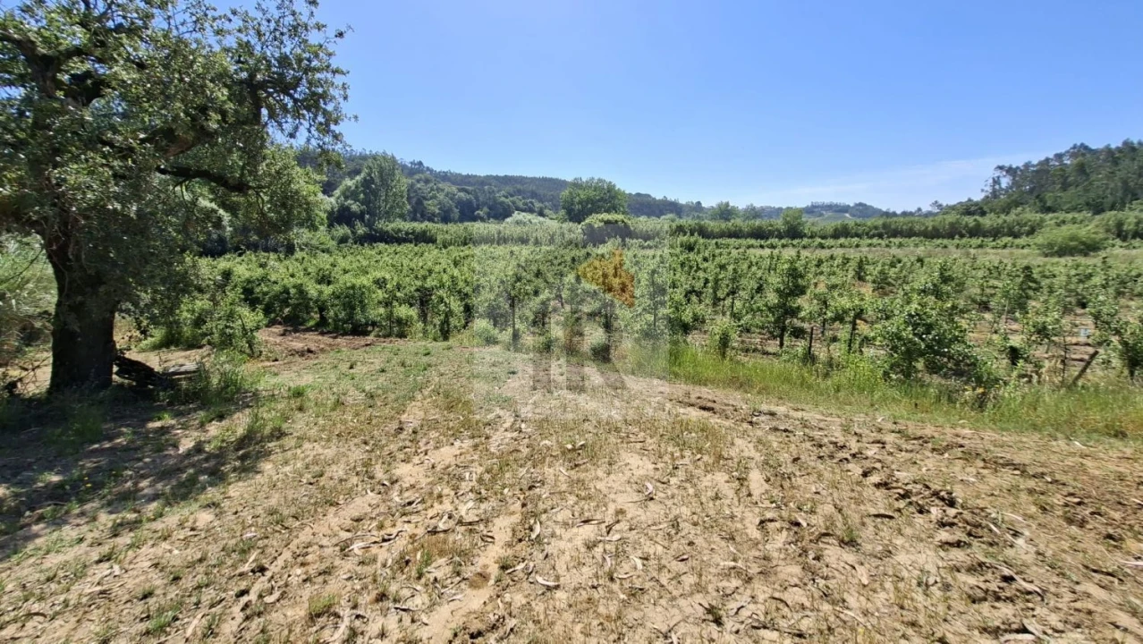 Terreno para Venda em Salir de Matos Foto 1