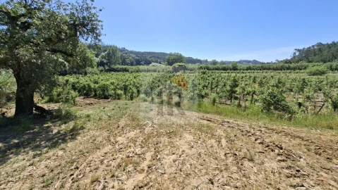 Terreno para Venda em Salir de Matos