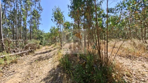Terreno para Venda em Salir de Matos
