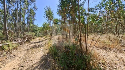 Terreno para Venda em Salir de Matos