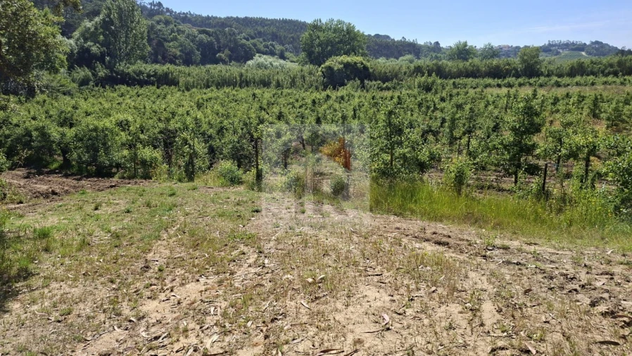 Terreno para Venda em Salir de Matos Foto 4