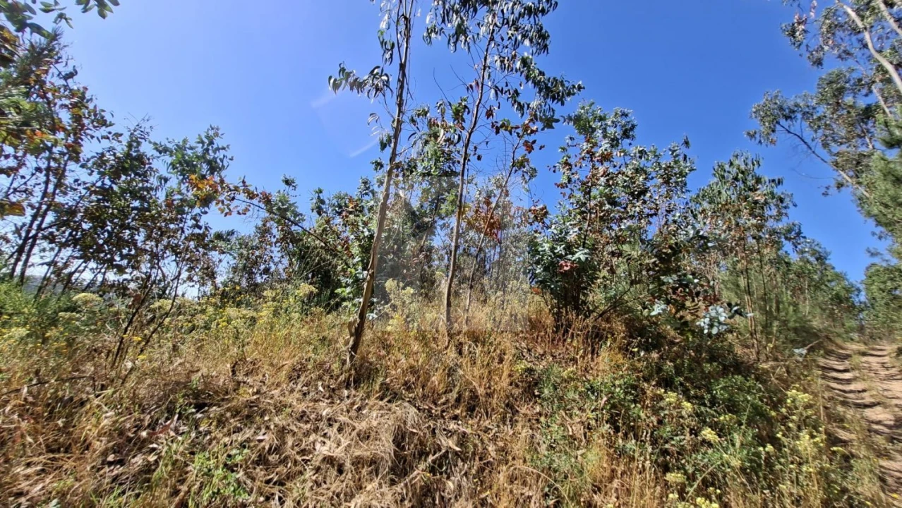 Terreno para Venda em Salir de Matos Foto 3