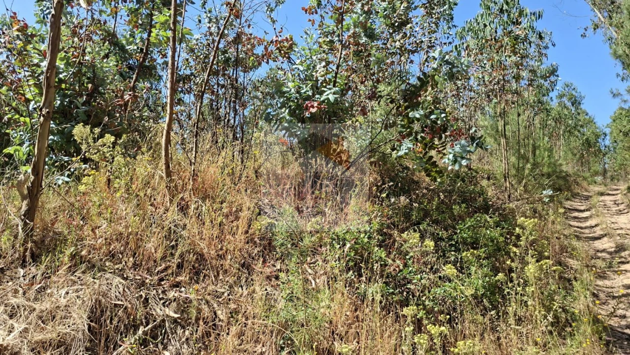Terreno para Venda em Salir de Matos Foto 12