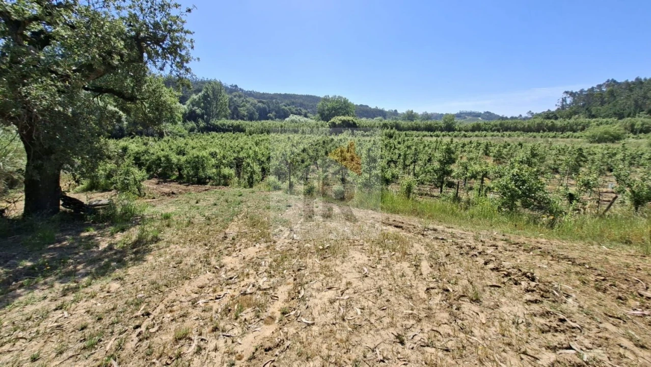 Terreno para Venda em Salir de Matos Foto 14