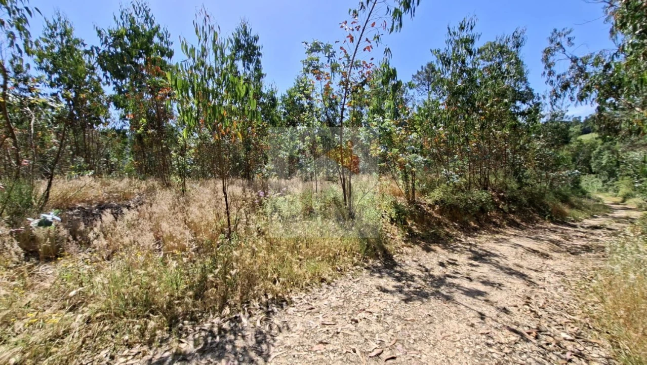 Terreno para Venda em Salir de Matos Foto 6