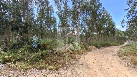 Terreno para Venda em Santa Maria, São Pedro e Sobral da Lagoa