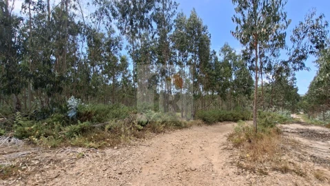 Terreno para Venda em Santa Maria, São Pedro e Sobral da Lagoa