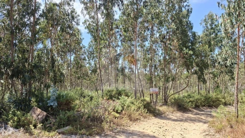 Terreno para Venda em Santa Maria, São Pedro e Sobral da Lagoa