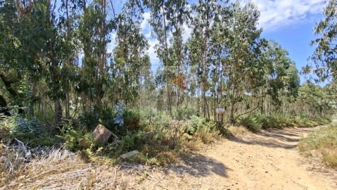 Terreno para Venda em Santa Maria, São Pedro e Sobral da Lagoa
