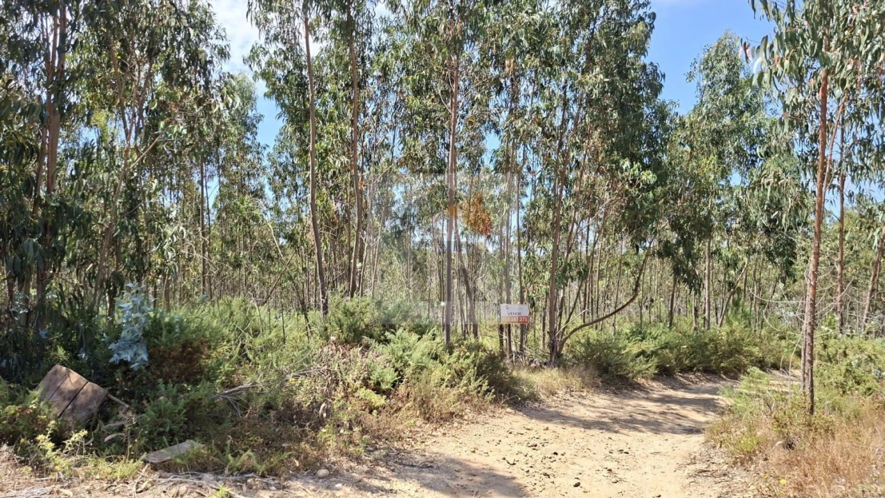 Terreno para Venda em Santa Maria, São Pedro e Sobral da Lagoa Foto 7
