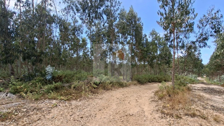 Terreno para Venda em Santa Maria, São Pedro e Sobral da Lagoa Foto 3