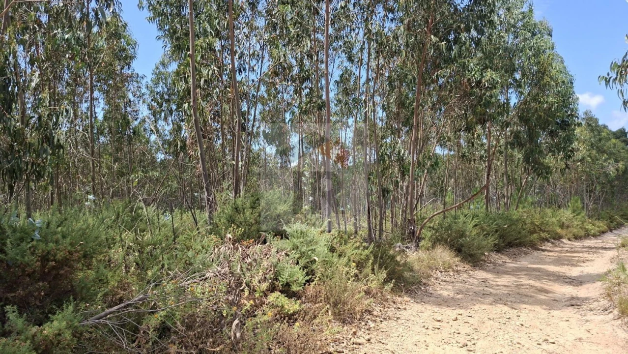 Terreno para Venda em Santa Maria, São Pedro e Sobral da Lagoa Foto 5