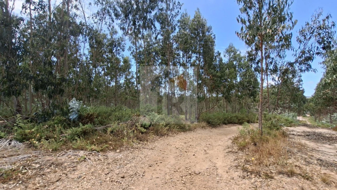 Terreno para Venda em Santa Maria, São Pedro e Sobral da Lagoa Foto 3