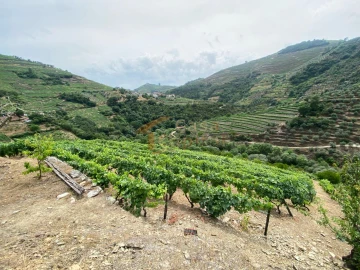 Quinta para Venda em Nogueira e Ermida