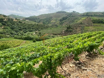 Quinta para Venda em Nogueira e Ermida