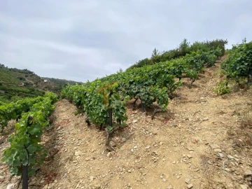 Quinta para Venda em Nogueira e Ermida