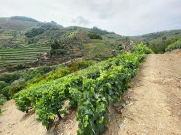 Quinta para Venda em Nogueira e Ermida