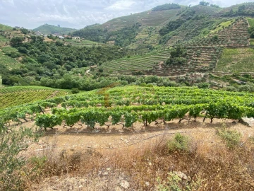 Quinta para Venda em Nogueira e Ermida