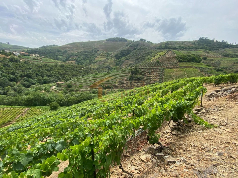 Quinta para Venda em Nogueira e Ermida Foto 25