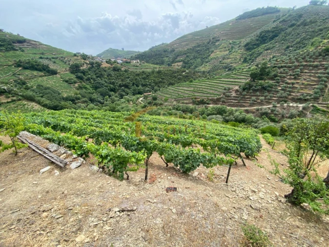 Quinta para Venda em Nogueira e Ermida Foto 5