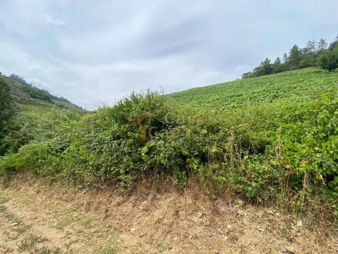 Quinta para Venda em Nogueira e Ermida Foto 17
