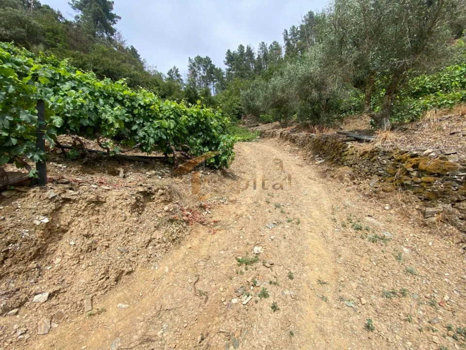 Quinta para Venda em Nogueira e Ermida Foto 14