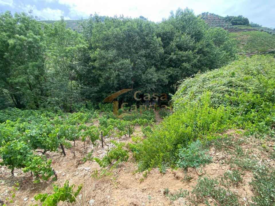 Quinta para Venda em Nogueira e Ermida Foto 18