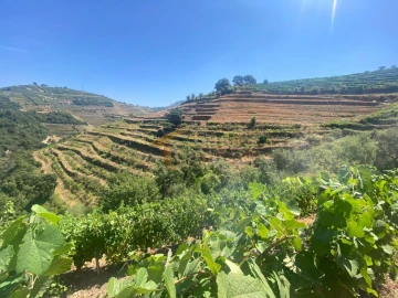 Quinta T0 para Venda em Lobrigos (São Miguel e São João Baptista) e Sanhoane