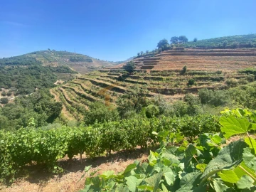 Quinta T0 para Venda em Lobrigos (São Miguel e São João Baptista) e Sanhoane