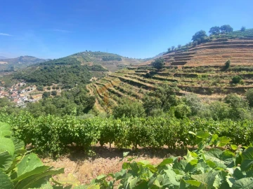 Quinta T0 para Venda em Lobrigos (São Miguel e São João Baptista) e Sanhoane