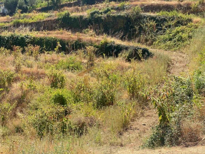 Quinta T0 para Venda em Lobrigos (São Miguel e São João Baptista) e Sanhoane Foto 11