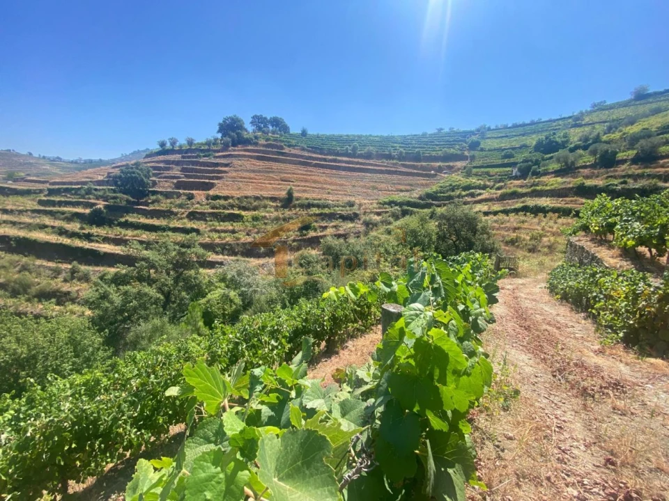 Quinta T0 para Venda em Lobrigos (São Miguel e São João Baptista) e Sanhoane Foto 16