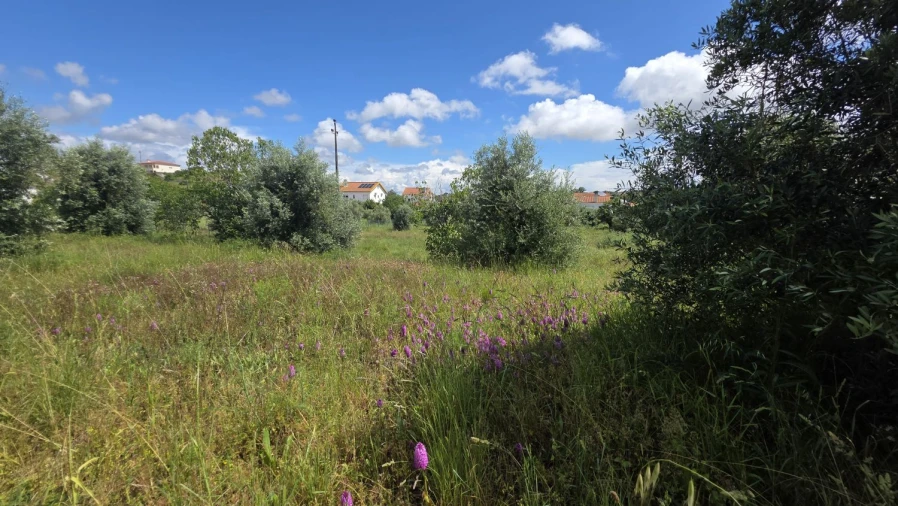 Terreno para Venda em Madalena e Beselga Foto 12