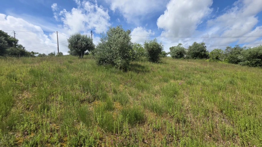 Terreno para Venda em Madalena e Beselga Foto 24