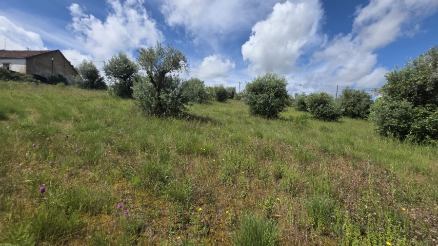 Terreno para Venda em Madalena e Beselga Foto 22
